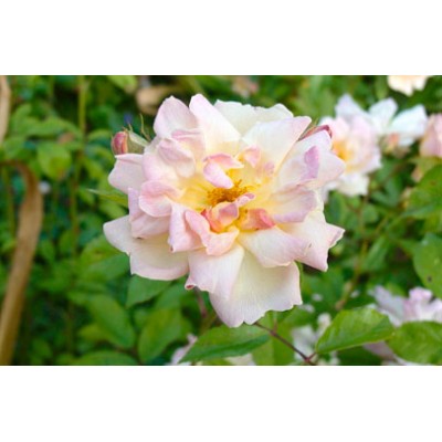 Climbing Rose Phyllis Bide